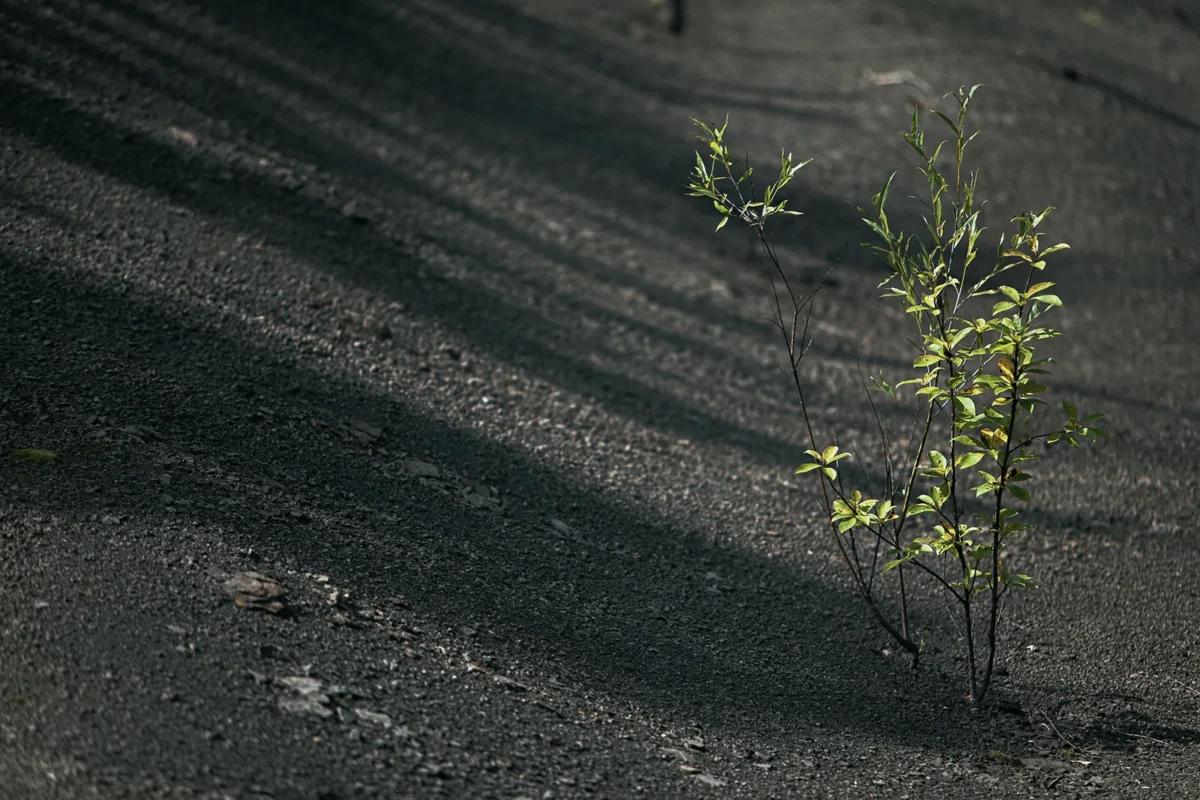 Chegdomyn, Russia. 2022. A sprout breaking through a coal waste heap surrounding the open-pit mine.